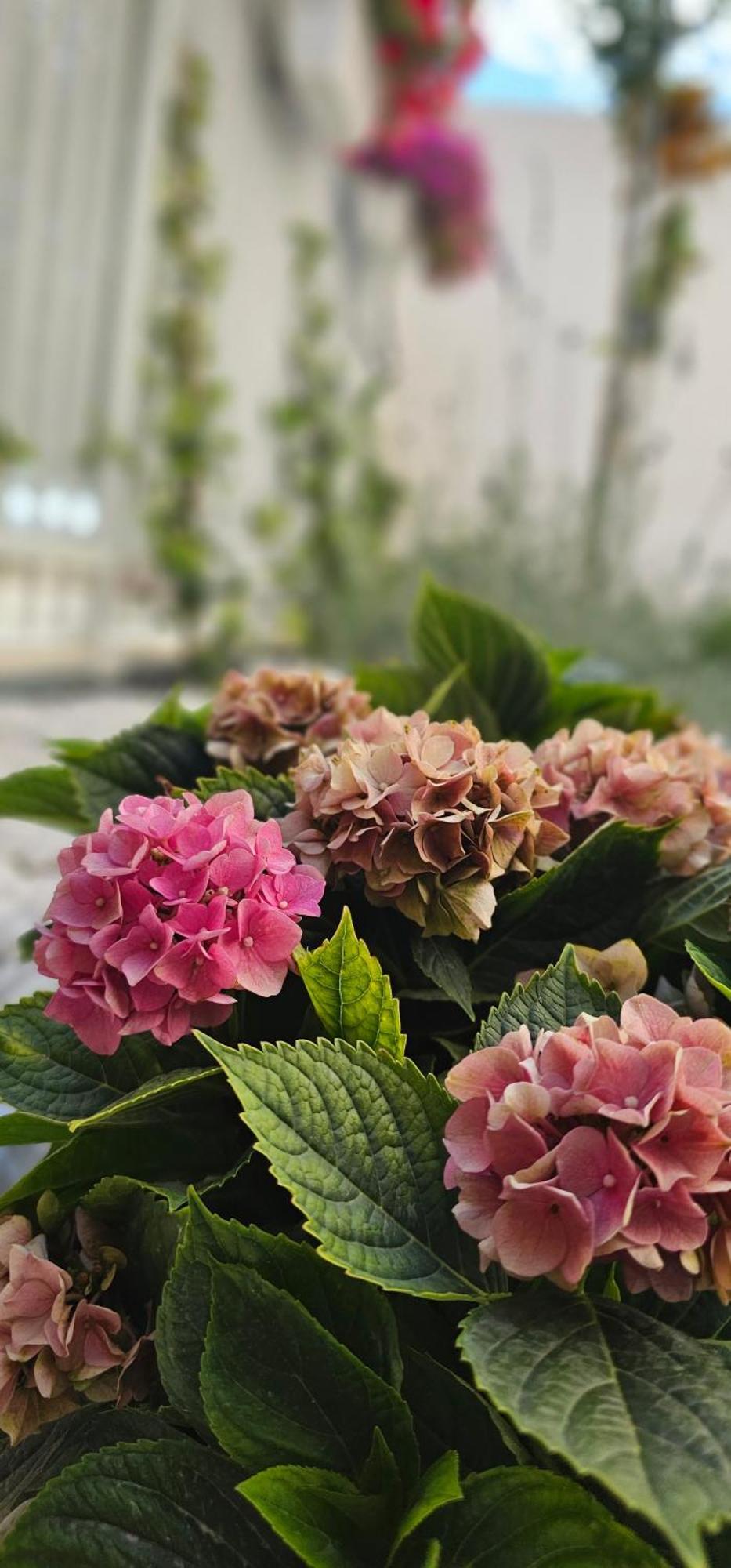 Albayda Garden Leilighet Granada Eksteriør bilde